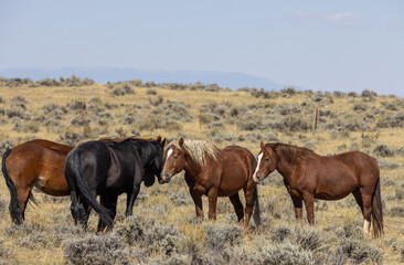 Wild Horses in Autumn in the Desert in Wyoming