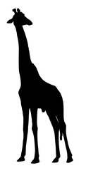 giraffe silhouette isolated on white