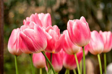 Pink tulips flowers in the garden