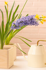 Beautiful spring flowers planted in wooden pots, Yellow daffodil flowers and lilac hyacinth flower, watering can on white brick background. Home gardening.