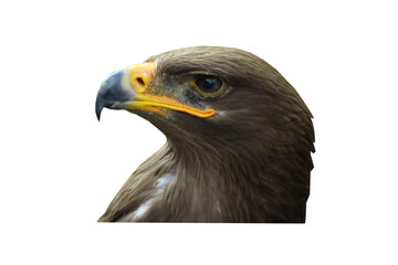 Golden eagle, Aquila chrysaetos, eagle on white background