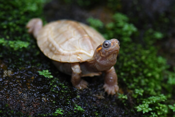 A Rare Albino Flat-backed turtle (Melanochelys trijuga)