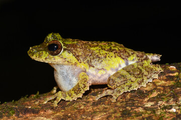 Hollow-snouted shrub frog (Pseudophilautus cavirostris) Endemic to Sri Lanka
