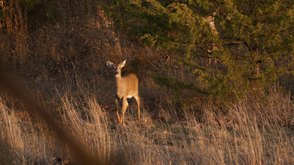 whitetail deer in the woods