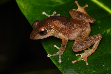 Schneider's shrub frog (Pseudophilautus schneideri)  Endemic to Sri Lanka