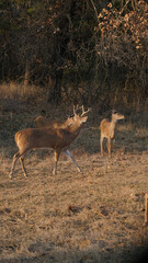 whitetail buck deer