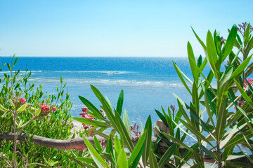 Beautifully stylish tropical landscape on the sea shore background