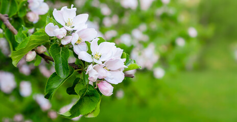 White Apple flowers on a branch in the spring garden. Apple blossom. Spring floral background.