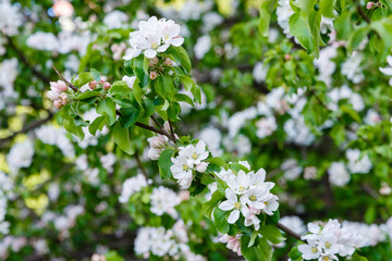 White Apple flowers on a branch in the spring garden. Apple blossom. Spring floral background.