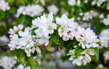 White Apple flowers on a branch in the spring garden. Apple blossom. Spring floral background
