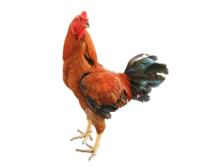 Rooster on transparent background png file.