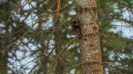 squirrel in the tree