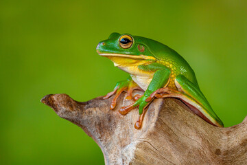 The white-lipped tree frog (Nyctimystes infrafrenatus) is a species of frog in the subfamily Pelodryadinae