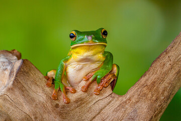 The white-lipped tree frog (Nyctimystes infrafrenatus) is a species of frog in the subfamily Pelodryadinae