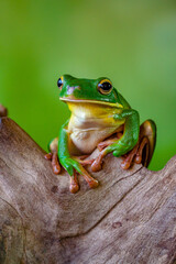 The white-lipped tree frog (Nyctimystes infrafrenatus) is a species of frog in the subfamily Pelodryadinae