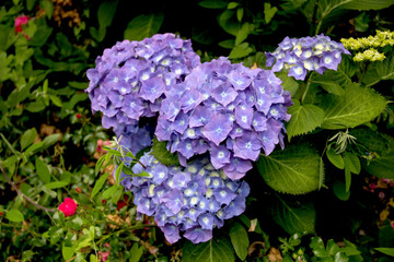 Hortensias bleus