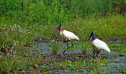 Jabiru Stork in its nest in the Pantanal - Mato Grosso, Brazil