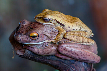 A frog is any member of a diverse and largely carnivorous group of short-bodied, tailless amphibians composing the order Anura