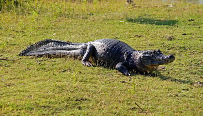 Alligator Caiman in the Pantanal - Mato Grosso, Brazil