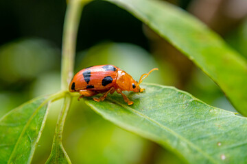 Coleomegilla maculata, commonly known as the spotted lady beetle, pink spotted lady beetle or twelve-spotted lady beetle
