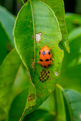 Coleomegilla maculata, commonly known as the spotted lady beetle, pink spotted lady beetle or twelve-spotted lady beetle