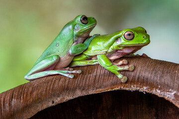 The Australian green tree frog (Ranoidea caerulea), also known as simply green tree frog in Australia, White's tree frog, or dumpy tree frog