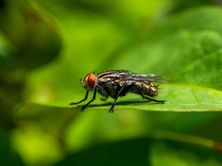 The housefly (Musca domestica) is a fly of the suborder Cyclorrhapha