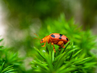 Coleomegilla maculata, commonly known as the spotted lady beetle, pink spotted lady beetle or twelve-spotted lady beetle