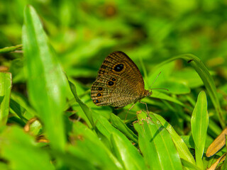 Fototapeta premium Coleomegilla maculata, commonly known as the spotted lady beetle, pink spotted lady beetle or twelve-spotted lady beetle