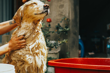 photograph of golden retriever dog getting a bath at home. Concept of pets, domestic animals and...
