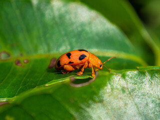 Coleomegilla maculata, commonly known as the spotted lady beetle, pink spotted lady beetle or twelve-spotted lady beetle