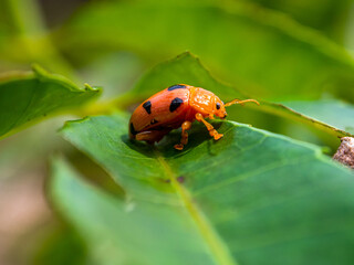 Coleomegilla maculata, commonly known as the spotted lady beetle, pink spotted lady beetle or twelve-spotted lady beetle