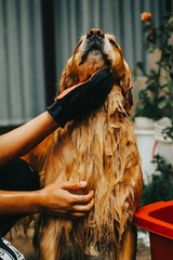 photograph of golden retriever dog getting a bath at home. Concept of pets, domestic animals and dogs.
