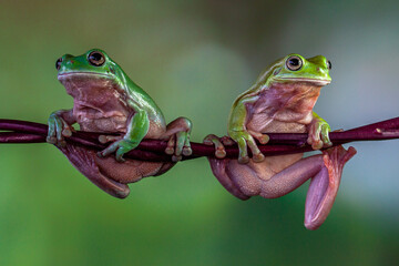 The Australian green tree frog (Ranoidea caerulea), also known as simply green tree frog in Australia, White's tree frog, or dumpy tree frog