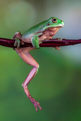 Fototapeta premium The Australian green tree frog (Ranoidea caerulea), also known as simply green tree frog in Australia, White's tree frog, or dumpy tree frog