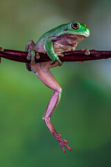 The Australian green tree frog (Ranoidea caerulea), also known as simply green tree frog in Australia, White's tree frog, or dumpy tree frog