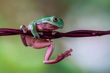The Australian green tree frog (Ranoidea caerulea), also known as simply green tree frog in Australia, White's tree frog, or dumpy tree frog