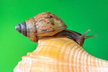 A land snail or garden snail is any of the numerous species of snail that live on land