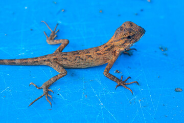 The oriental garden lizard, also called the eastern garden lizard, Indian garden lizard, common garden lizard