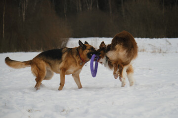 Concept pets have fun in nature without people. Two dogs best friends playing in winter snow park...