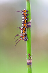A caterpillar is the larval form of some insects