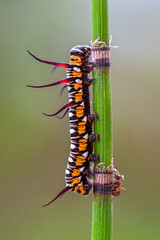 A caterpillar is the larval form of some insects
