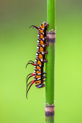 A caterpillar is the larval form of some insects