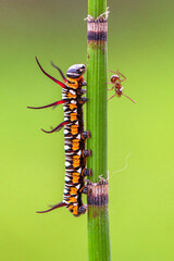 A caterpillar is the larval form of some insects