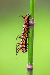 A caterpillar is the larval form of some insects