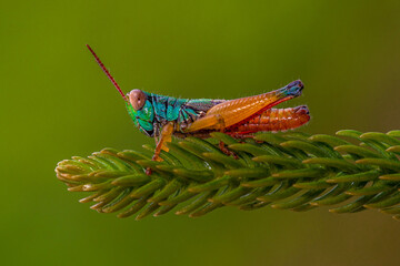 rainbow grasshoper on leaf