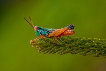 rainbow grasshoper on leaf