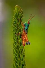 rainbow grasshoper on leaf