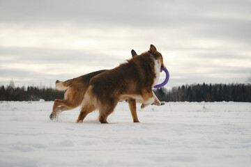 Concept pets have fun in nature without people. Two dogs best friends playing in winter snow park...