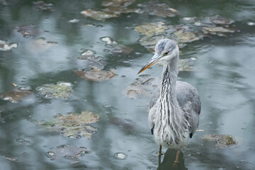 Portrait de héron cendré (Ardea cinerea) dans un étang